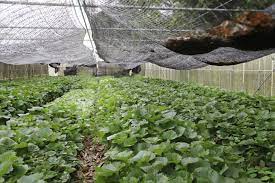 光谱分析技术实现玉米品质实时检测，助力农业产业升级