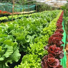 生物农药对玉米叶斑病控制效果的实证研究